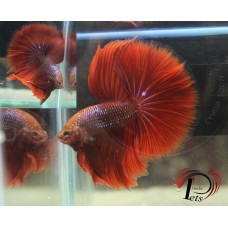 PSEP 2303